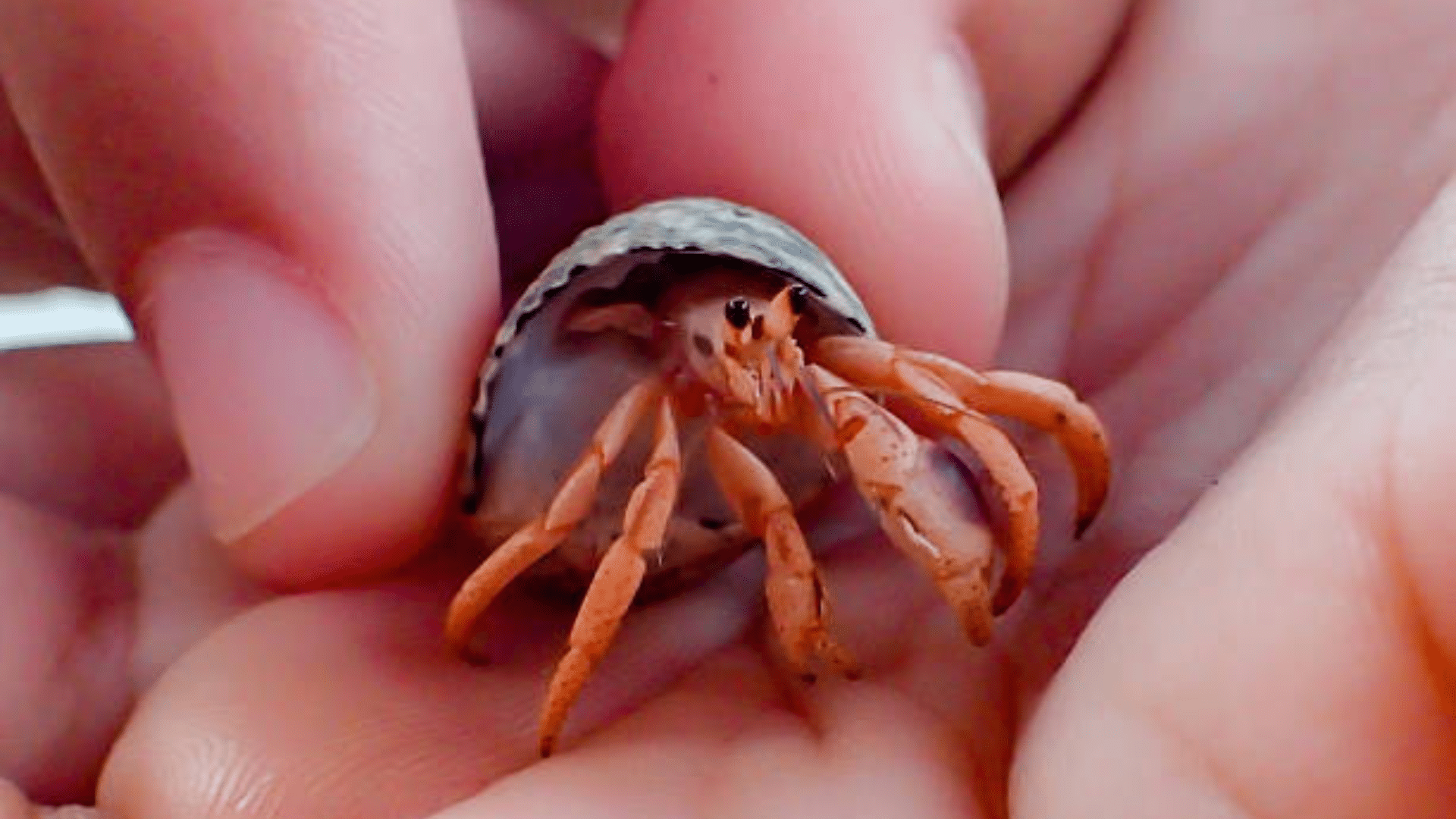 an owner holding their pet hermit crab into his hand