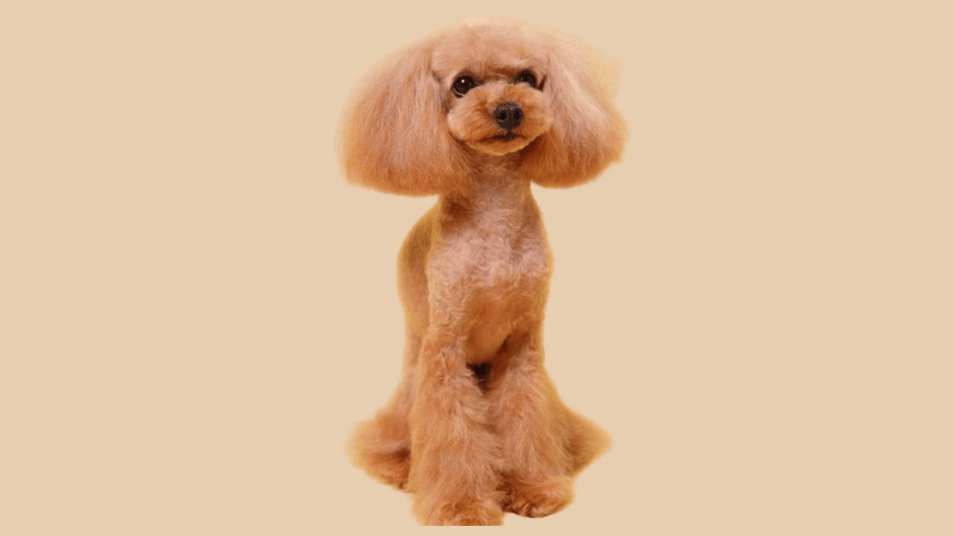 apricot poodle bob cut
