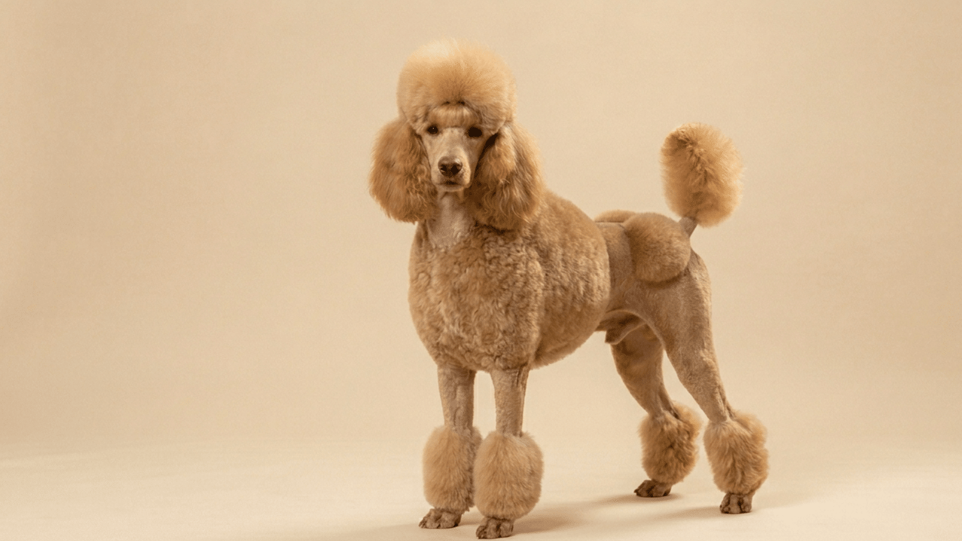 apricot poodle with a continental cut standing on a light beige background with pom poms on legs and tail