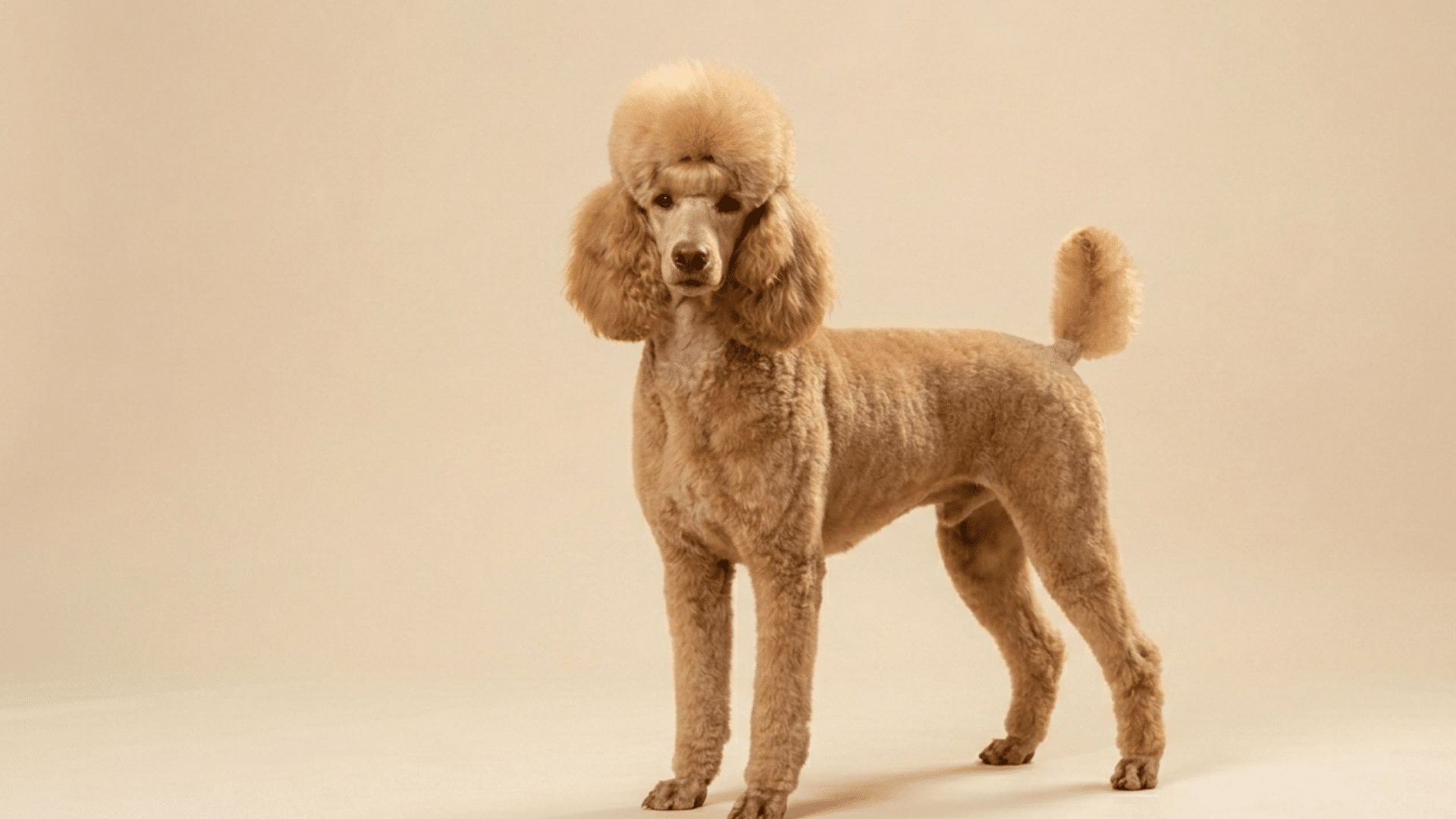 apricot poodle with a lamb cut standing on a light beige background with trimmed body and fuller head and ears
