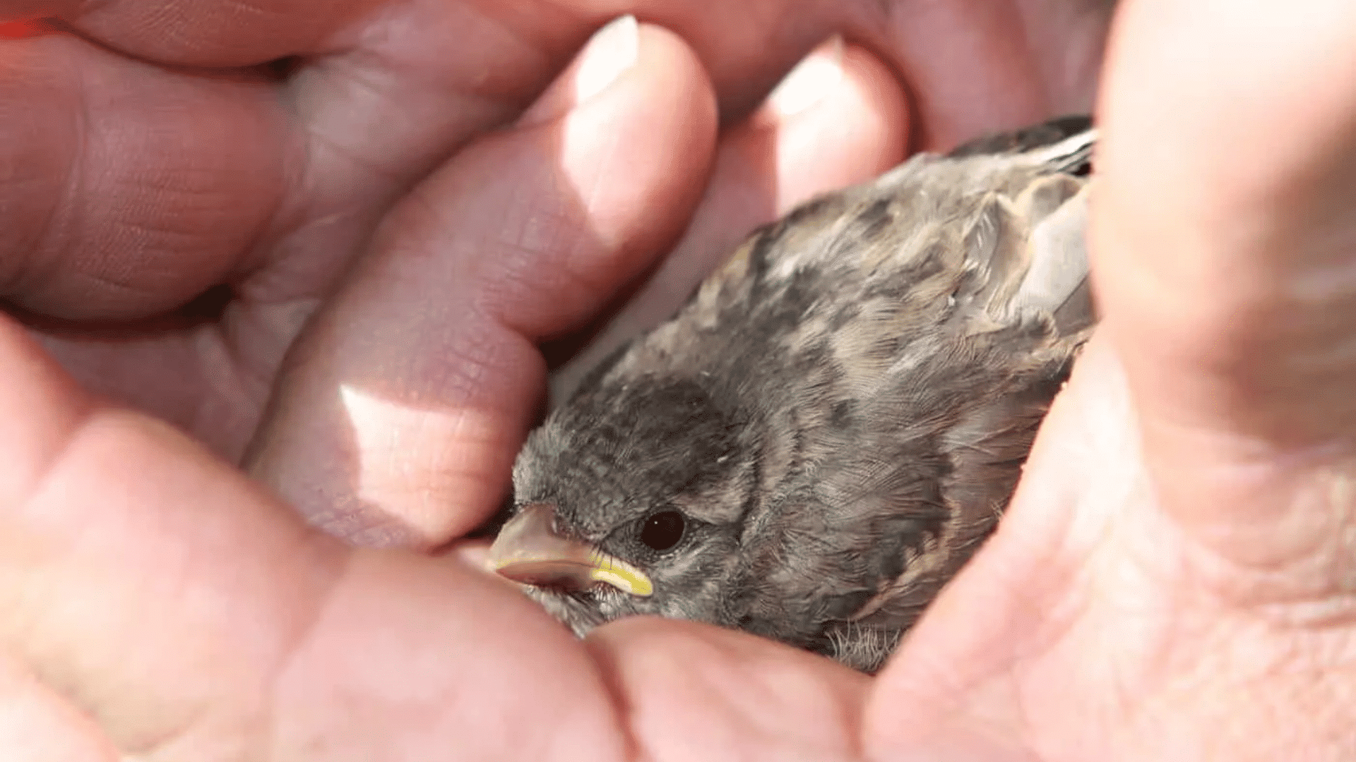 baby bird nestled safely in cupped hands with soft feathers growing and alert eyes looking forward outdoors