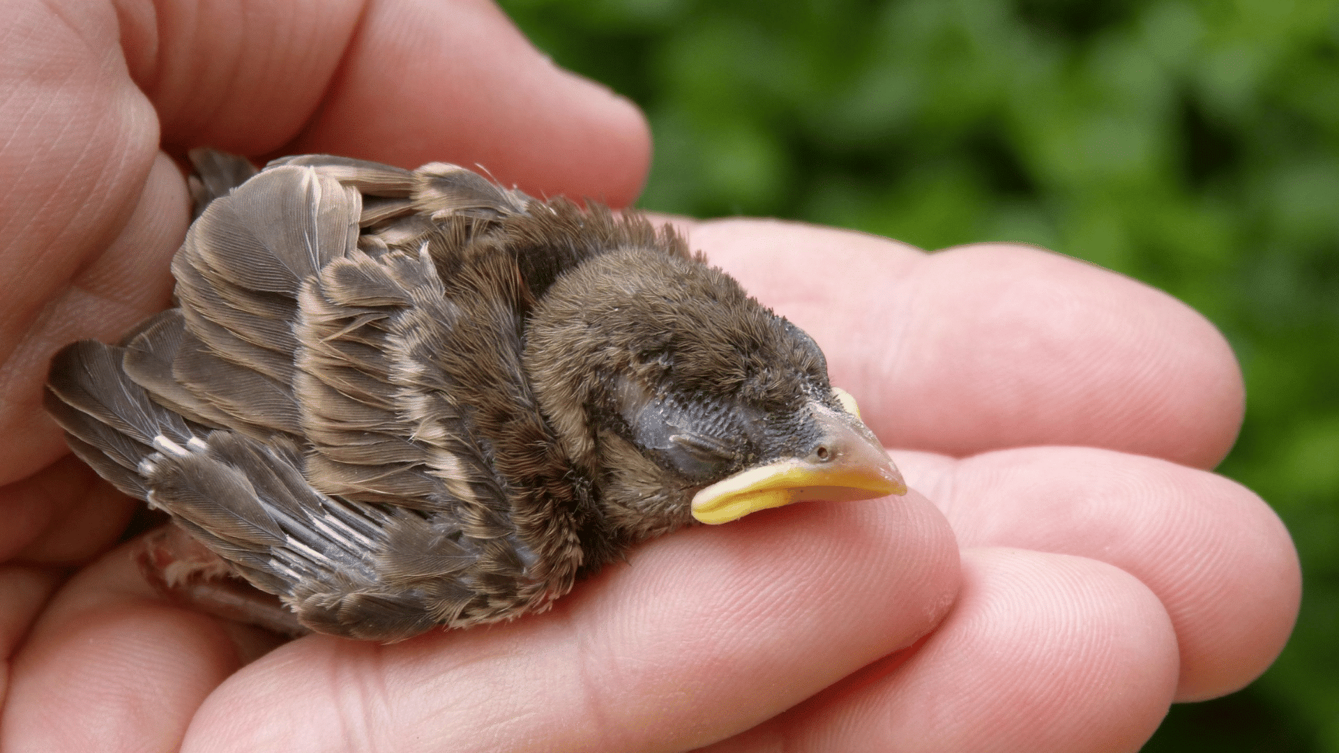 baby bird resting in a person's hand with growing feathers and closed eyes outdoors in natural light