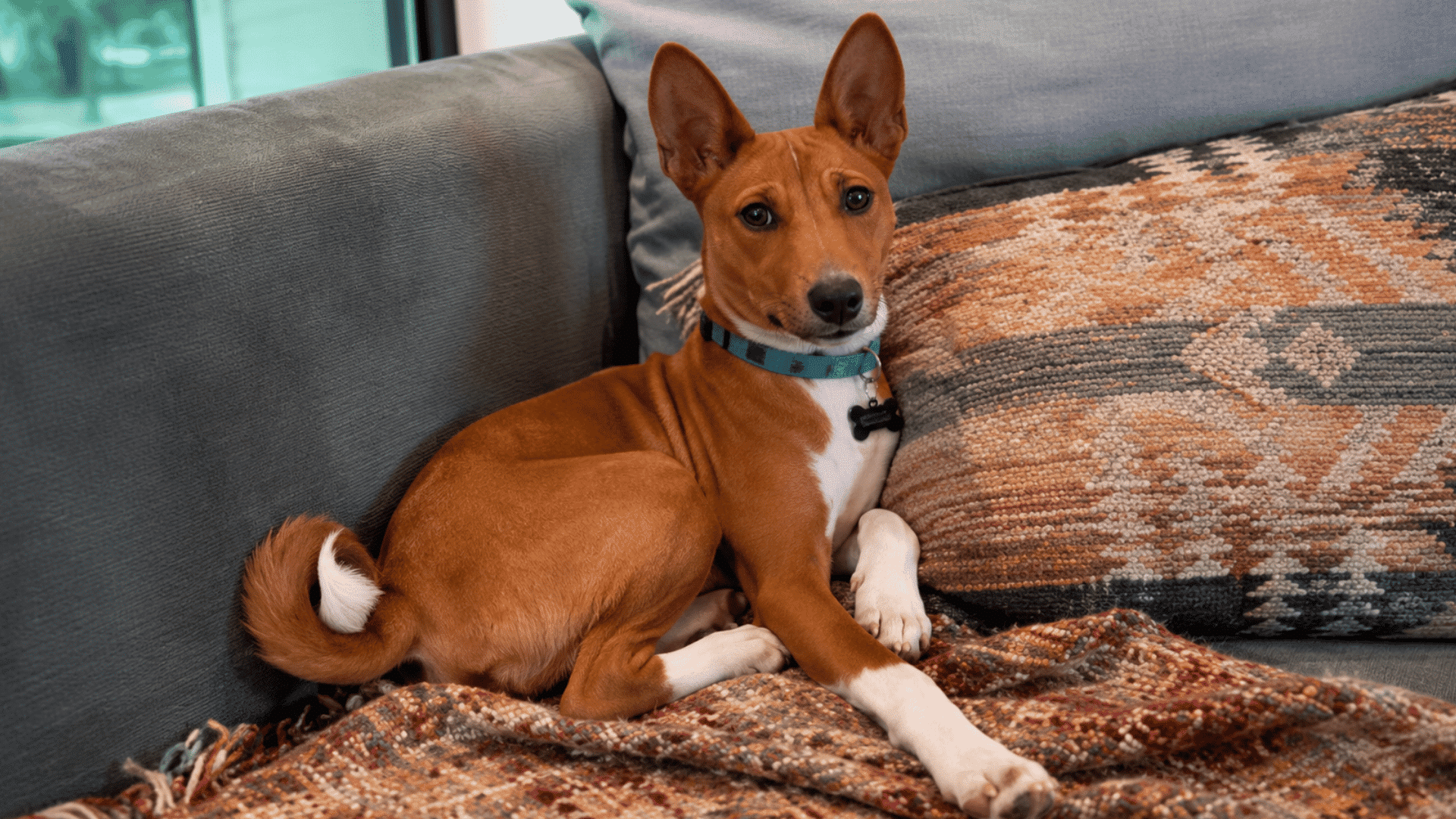 basenji dog relaxing on a cozy sofa indoors with alert ears curled tail and decorative cushions nearby