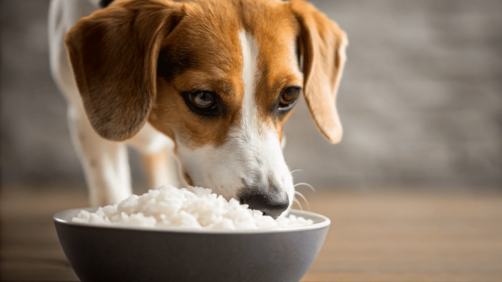 beagle dog eating plain white rice from a bowl on a wooden floor during mealtime indoors