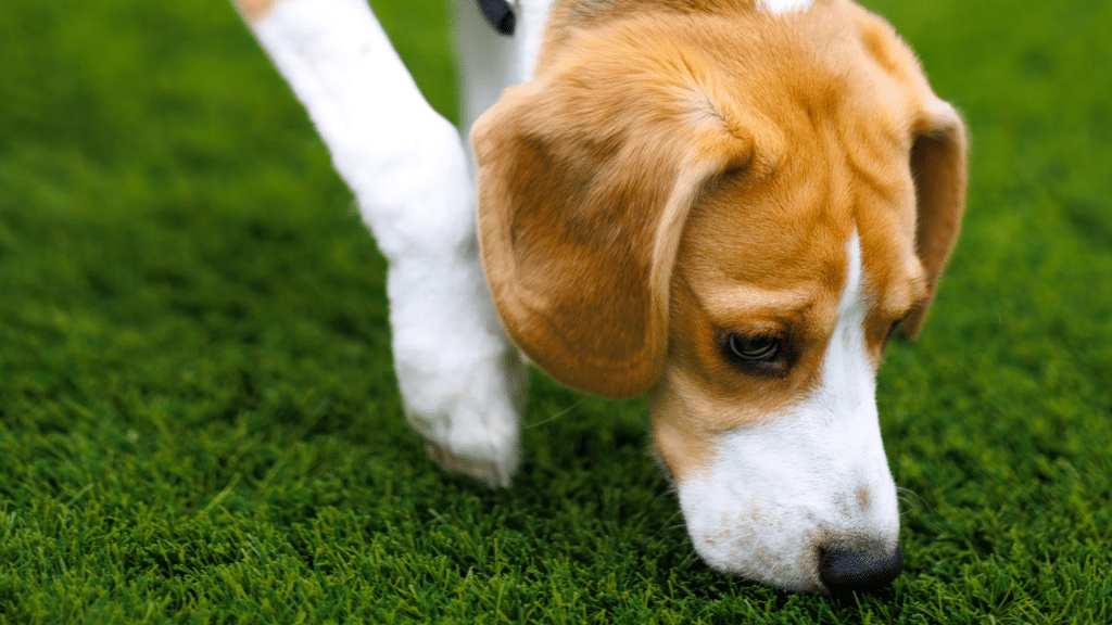 beagle puppy sniffing the grass while walking outdoors with its nose close to the ground in a green lawn area
