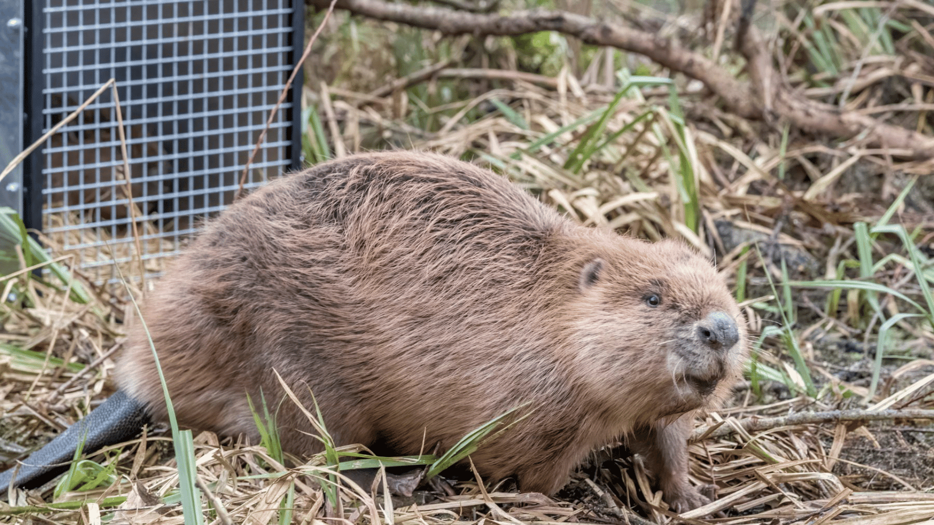 What Is a Keystone Species: Definition and Examples - Pet Abuse