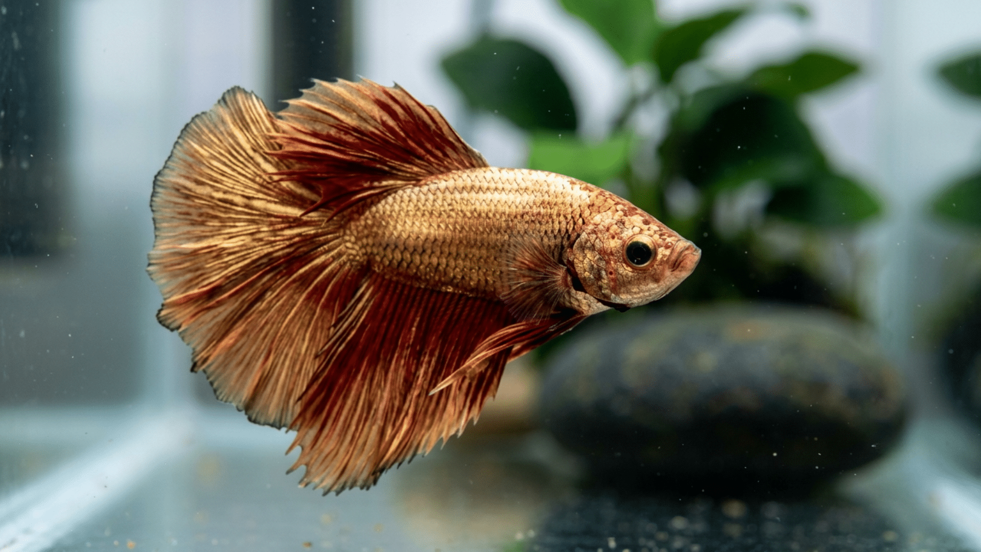 betta fish in a relaxed resting state beside aquarium plants showing natural sleep behavior
