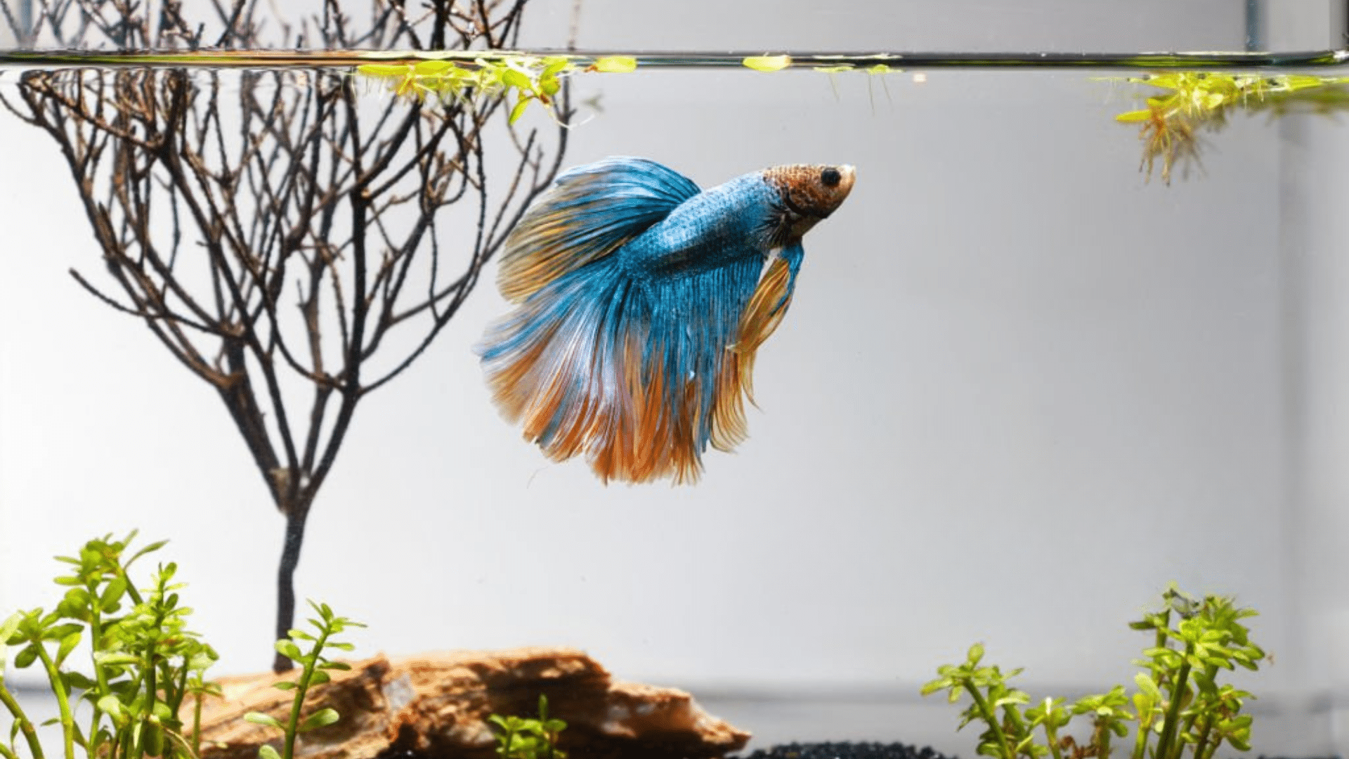 betta fish in aquarium that are place in the living room