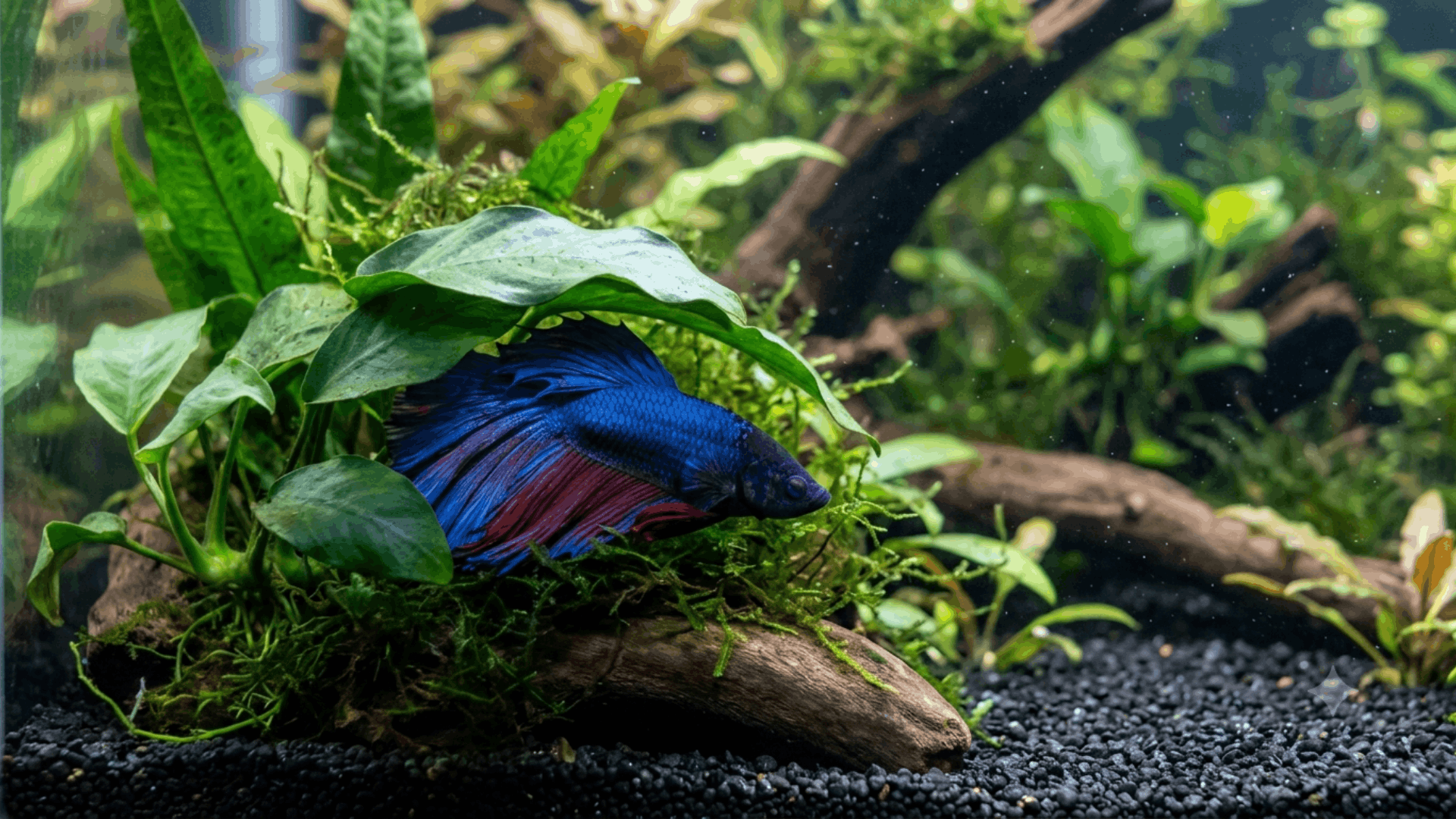 betta fish resting quietly among aquatic plants during nighttime in a calm home aquarium