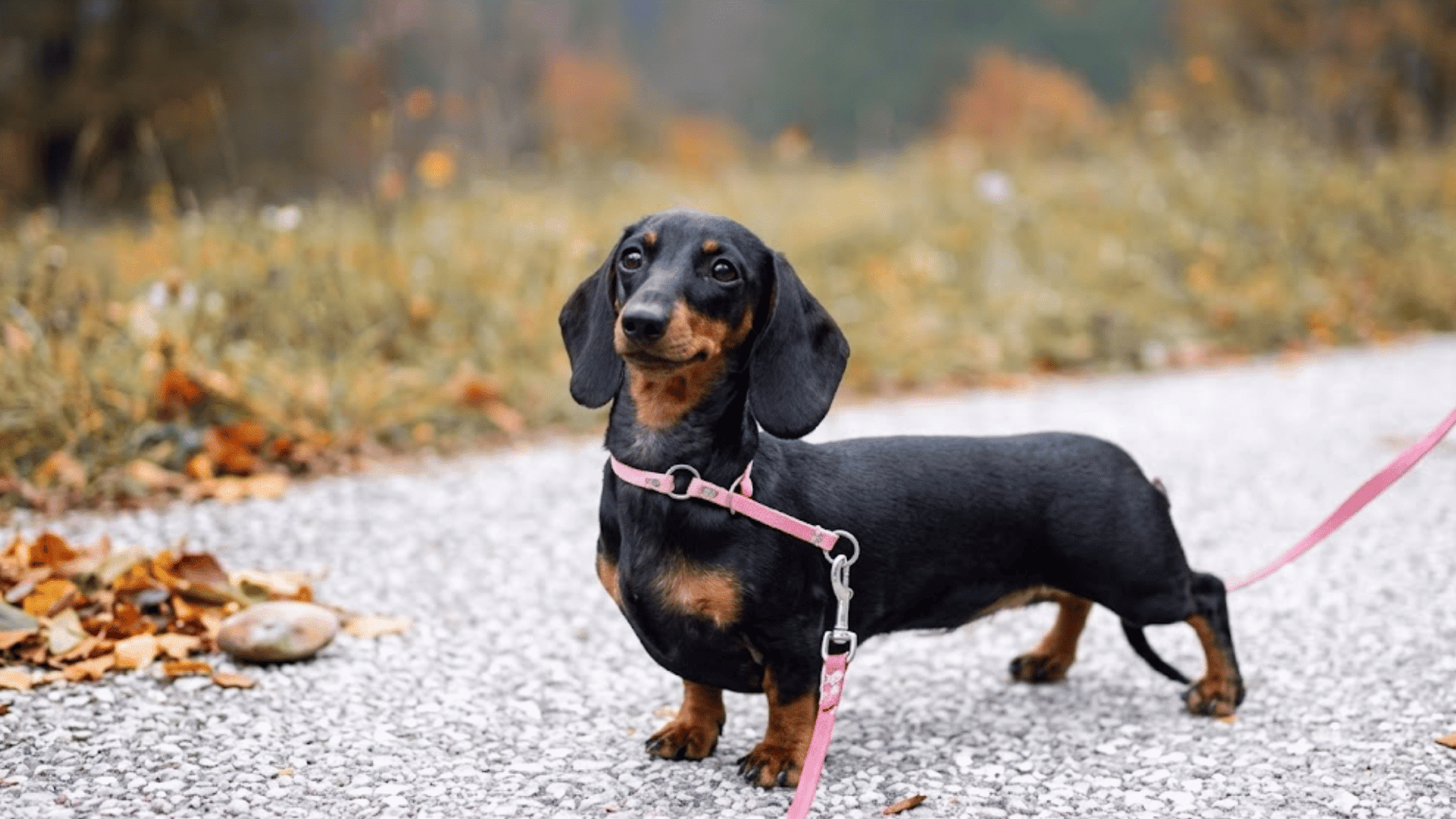 black and tan dachshund standing on a gravel path wearing a pink leash in an outdoor autumn setting