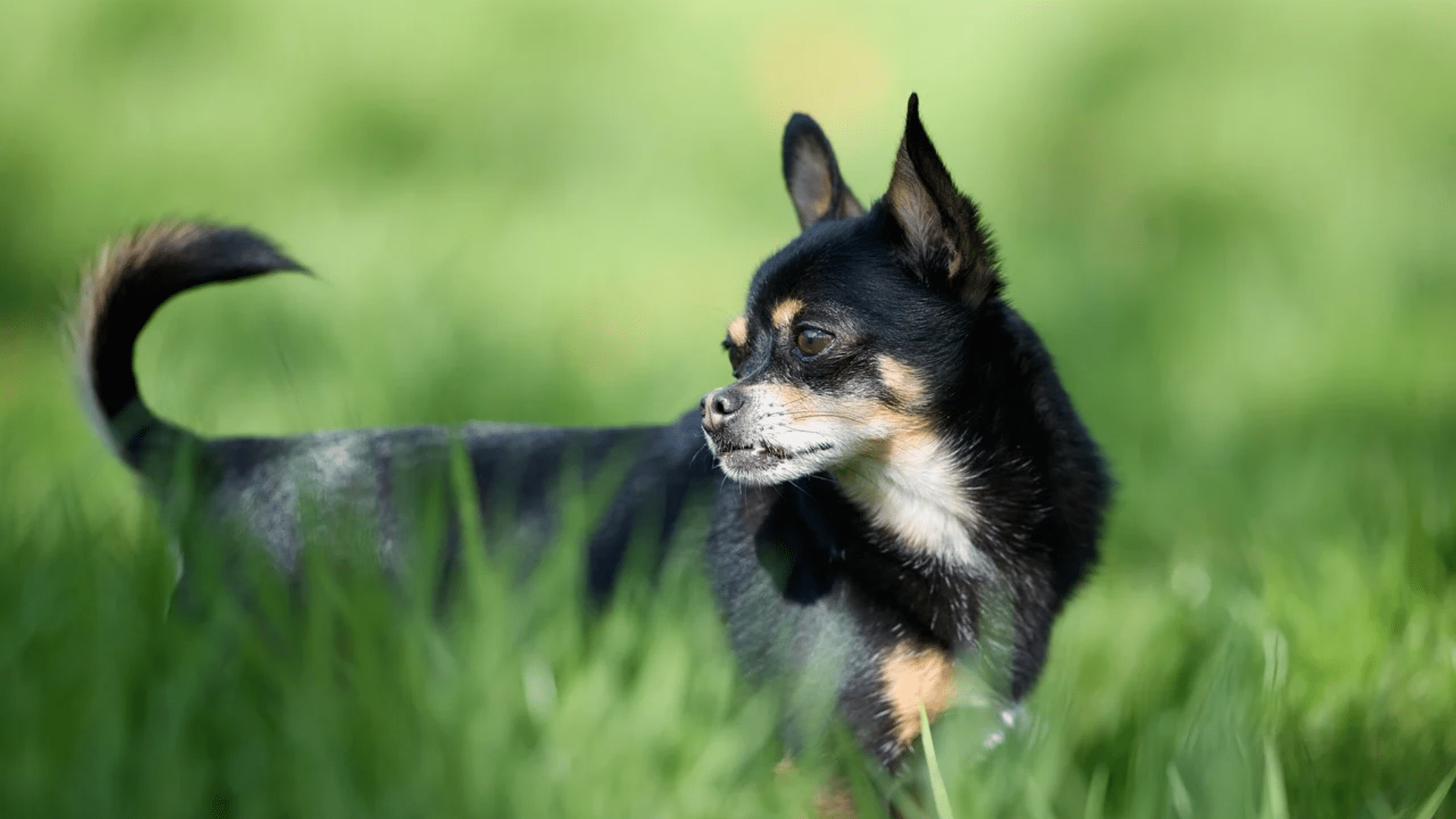 black chihuahua showing a shiny dark coat and bright eyes while sitting on grass