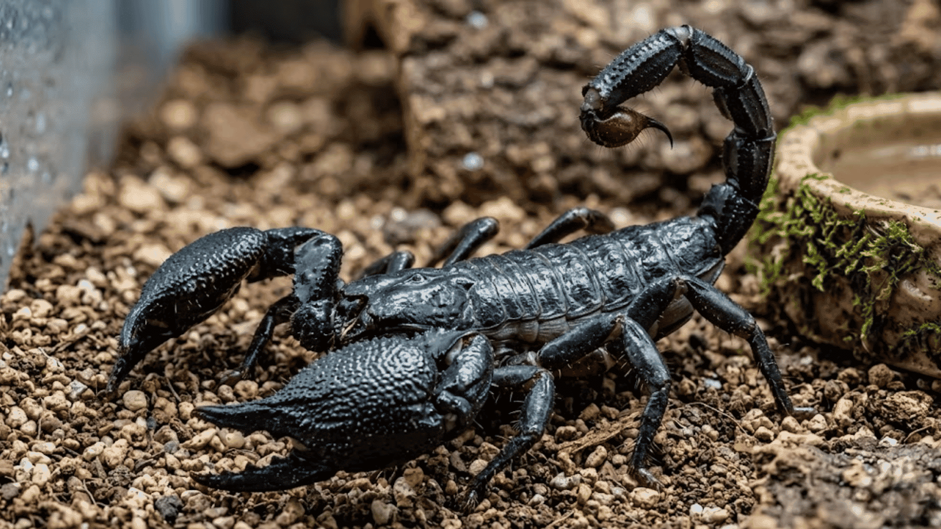 black emperor scorpion on gravel substrate with raised tail large claws and terrarium decor nearby