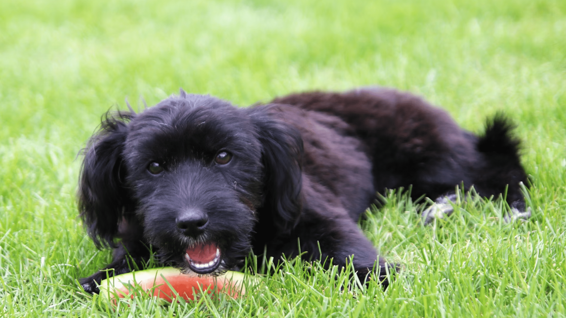 black puppy lying in green grass chewing a slice of watermelon while looking toward the camera outdoors