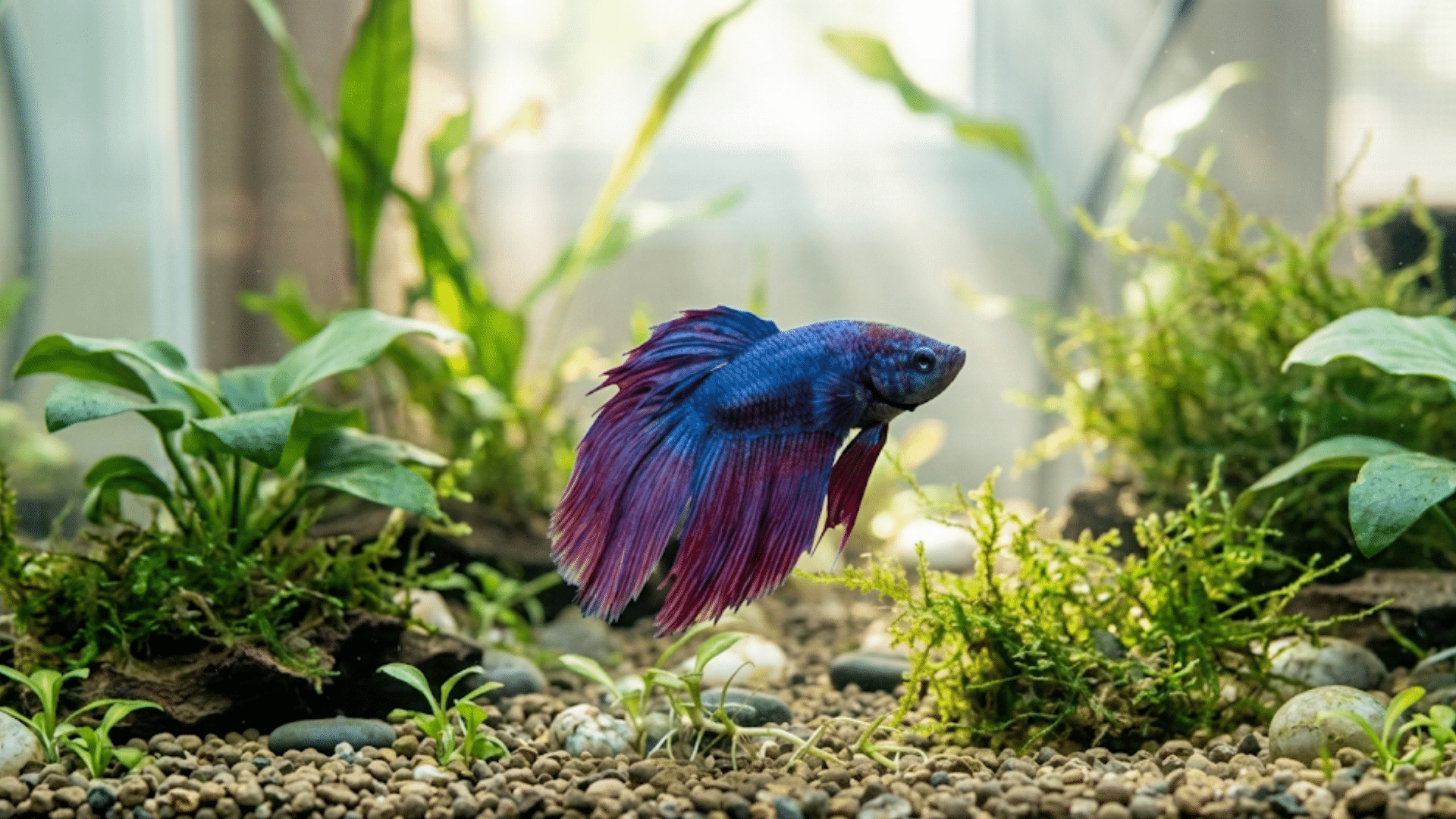 blue and purple betta fish swimming through a planted aquarium with green foliage and pebbled substrate