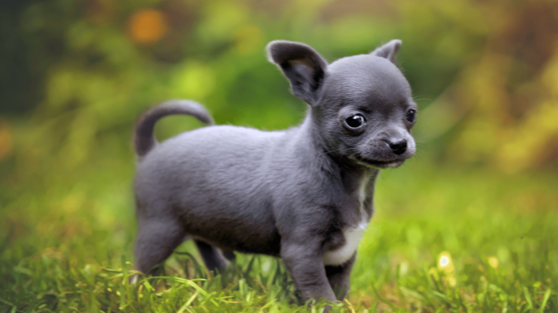 blue chihuahua featuring a rare gray toned coat and attentive facial expression