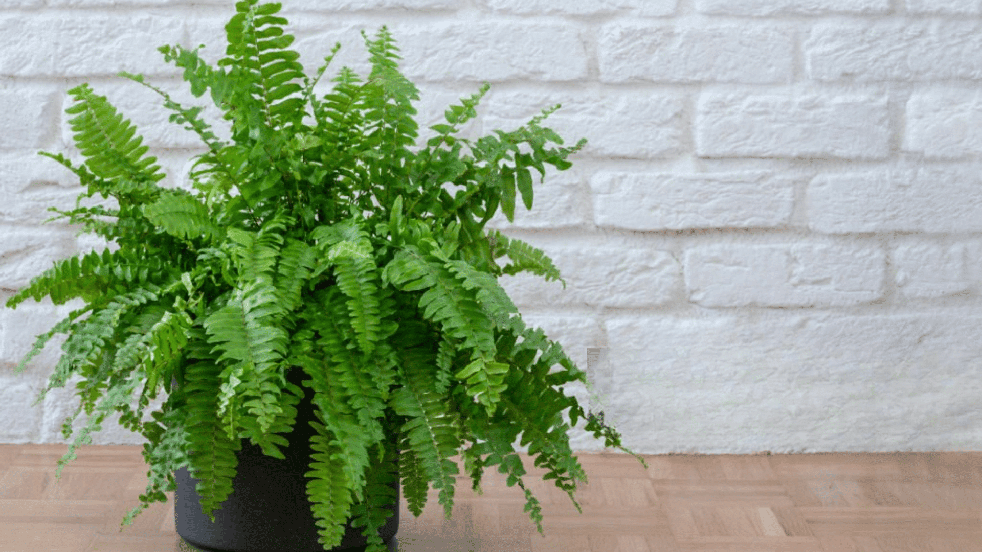 boston fern plant in a black pot placed on a wooden floor beside a white brick wall