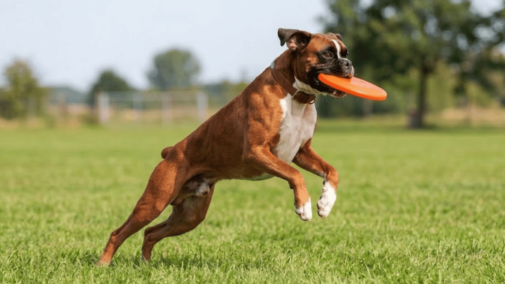 brown boxer dog leaping through grass with orange frisbee in mouth at a sunny outdoor park