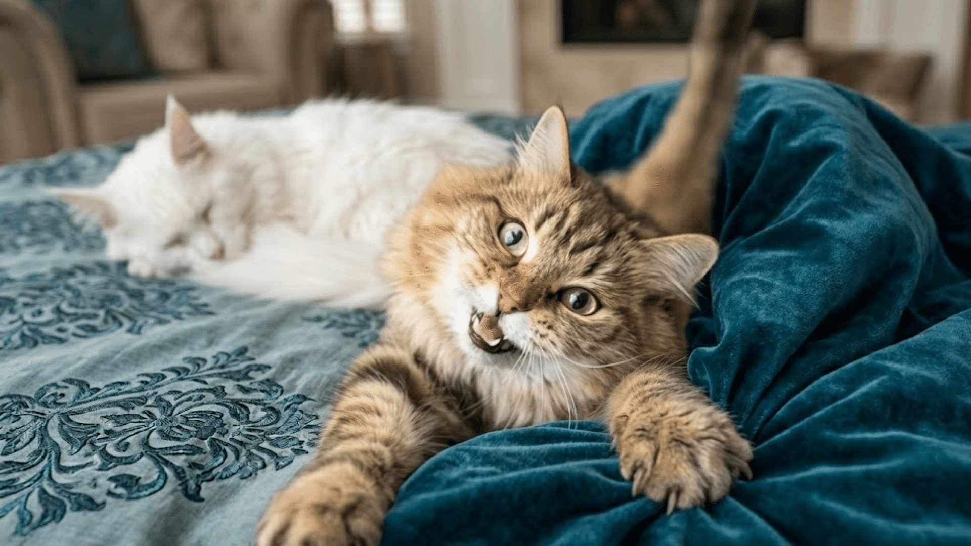 brown cat meowing loudly on a bed beside a sleeping white cat in a cozy bedroom setting