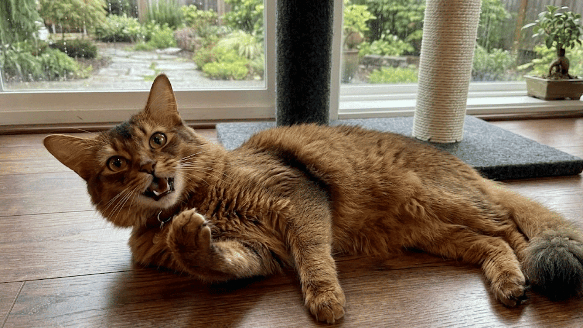 brown cat meowing while lying on a wooden floor near a cat tree and large window with garden view