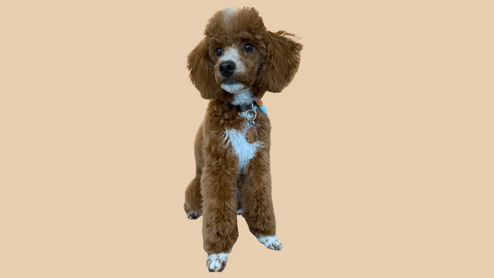 brown  poodle with a clean face cut