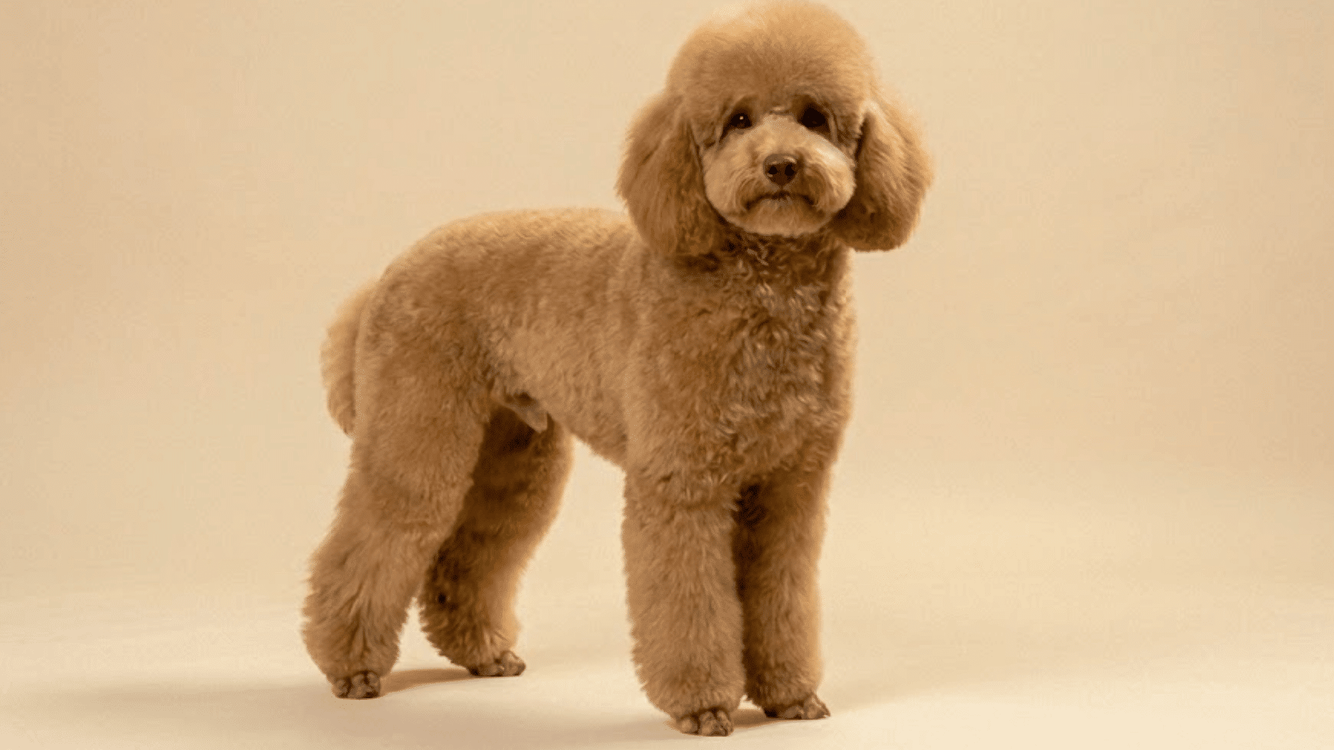 brown poodle with a teddy cut standing on a yellow background looking toward the camera