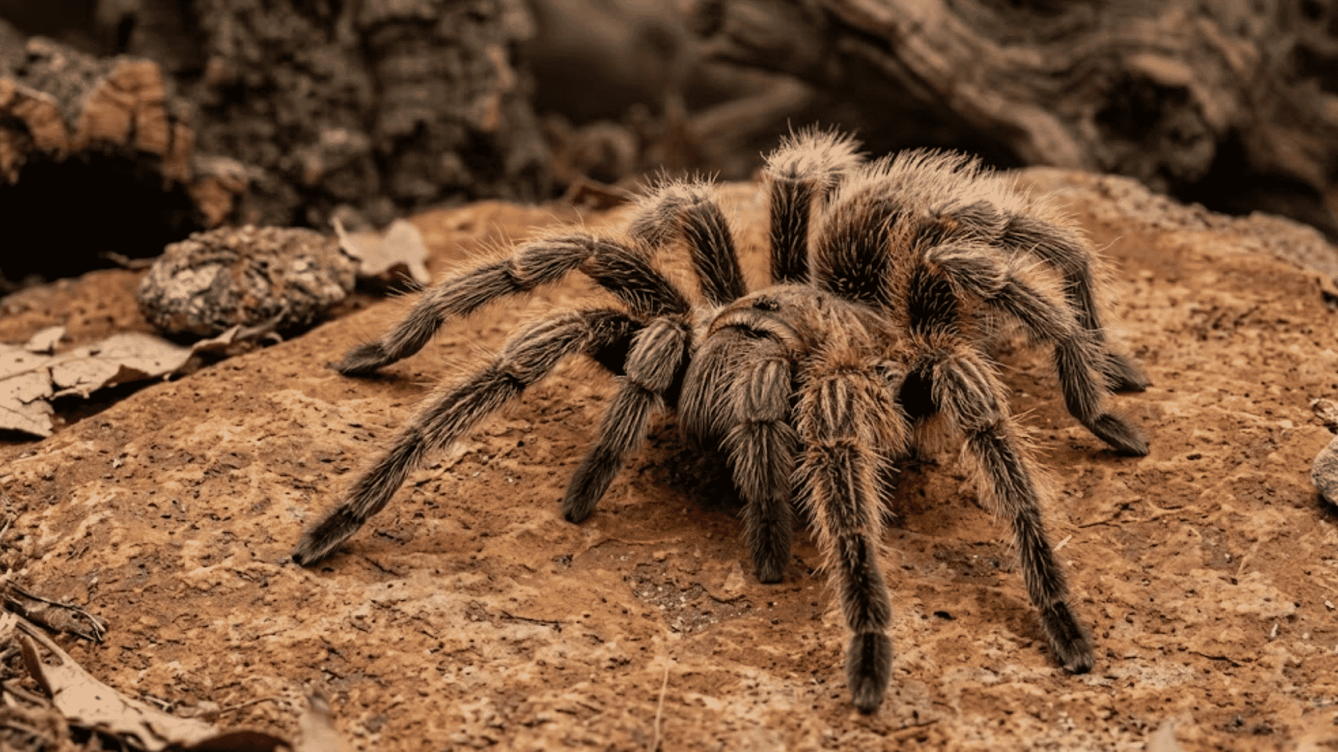 brown tarantula crawling on bark with hairy legs in a natural terrarium with leaves and wood behind it