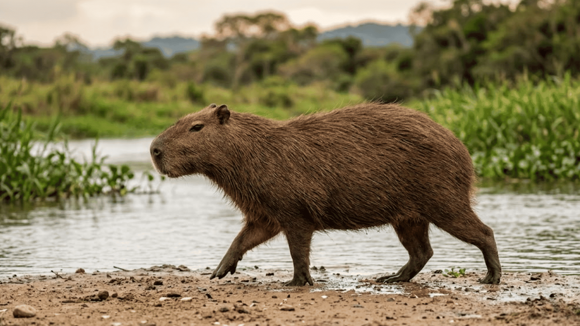capybara walking beside a river with brown fur green plants and soft natural background behind it