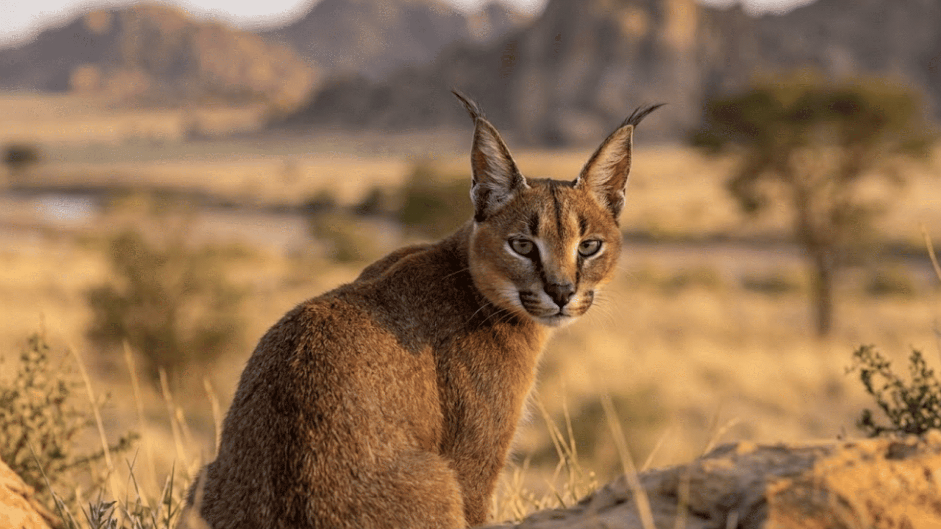 caracal sitting in dry grass with tufted ears and rocky savanna mountains in the background