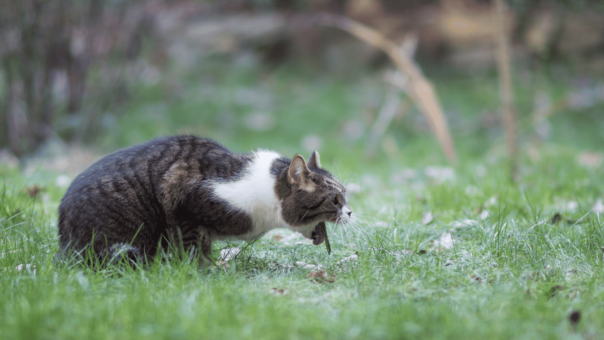 cat crouching in grass outdoors appearing to vomit with blurred garden background in natural daylight