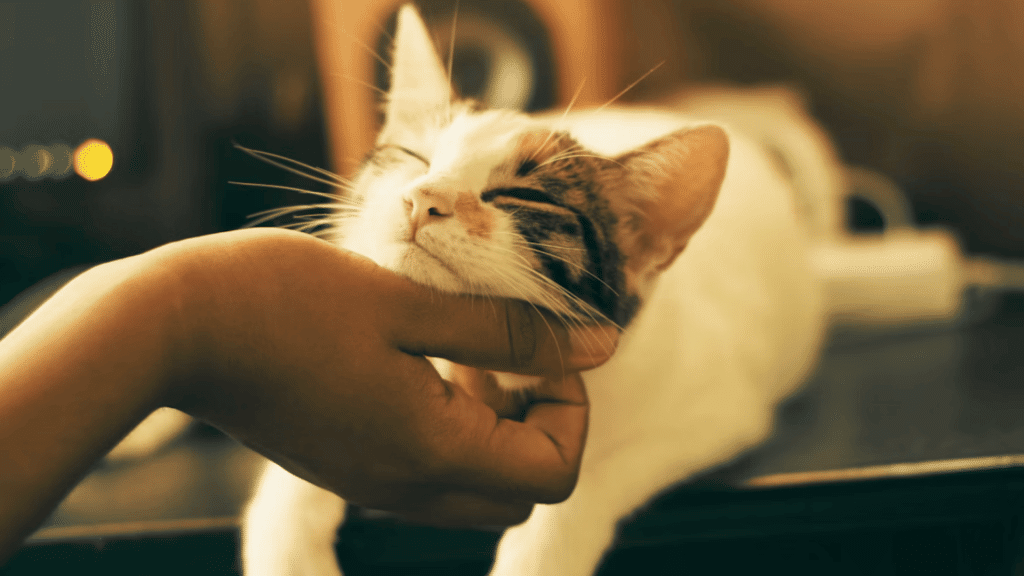 cat enjoying gentle chin scratch and relaxing with closed eyes