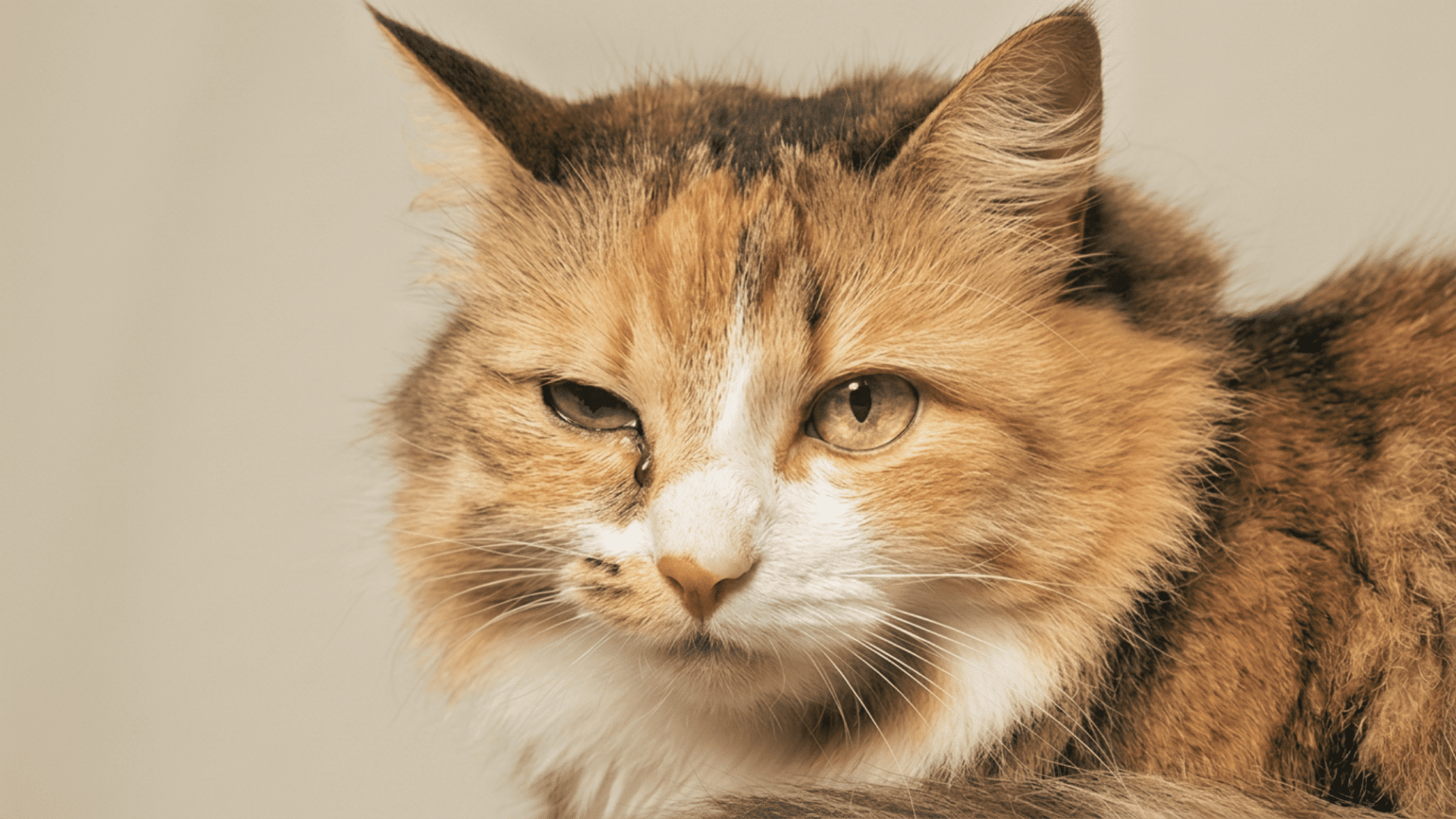 cat eye showing redness and watery discharge
