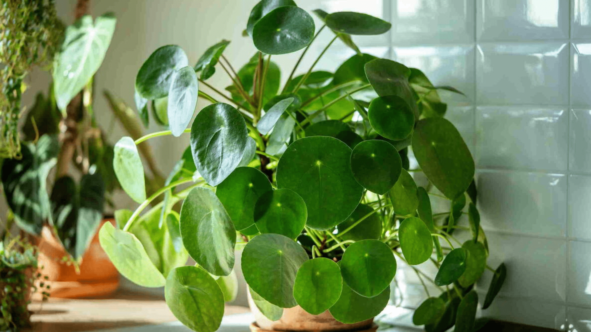 chinese money plant growing in a decorative ceramic pot placed on a wooden table near a bright window
