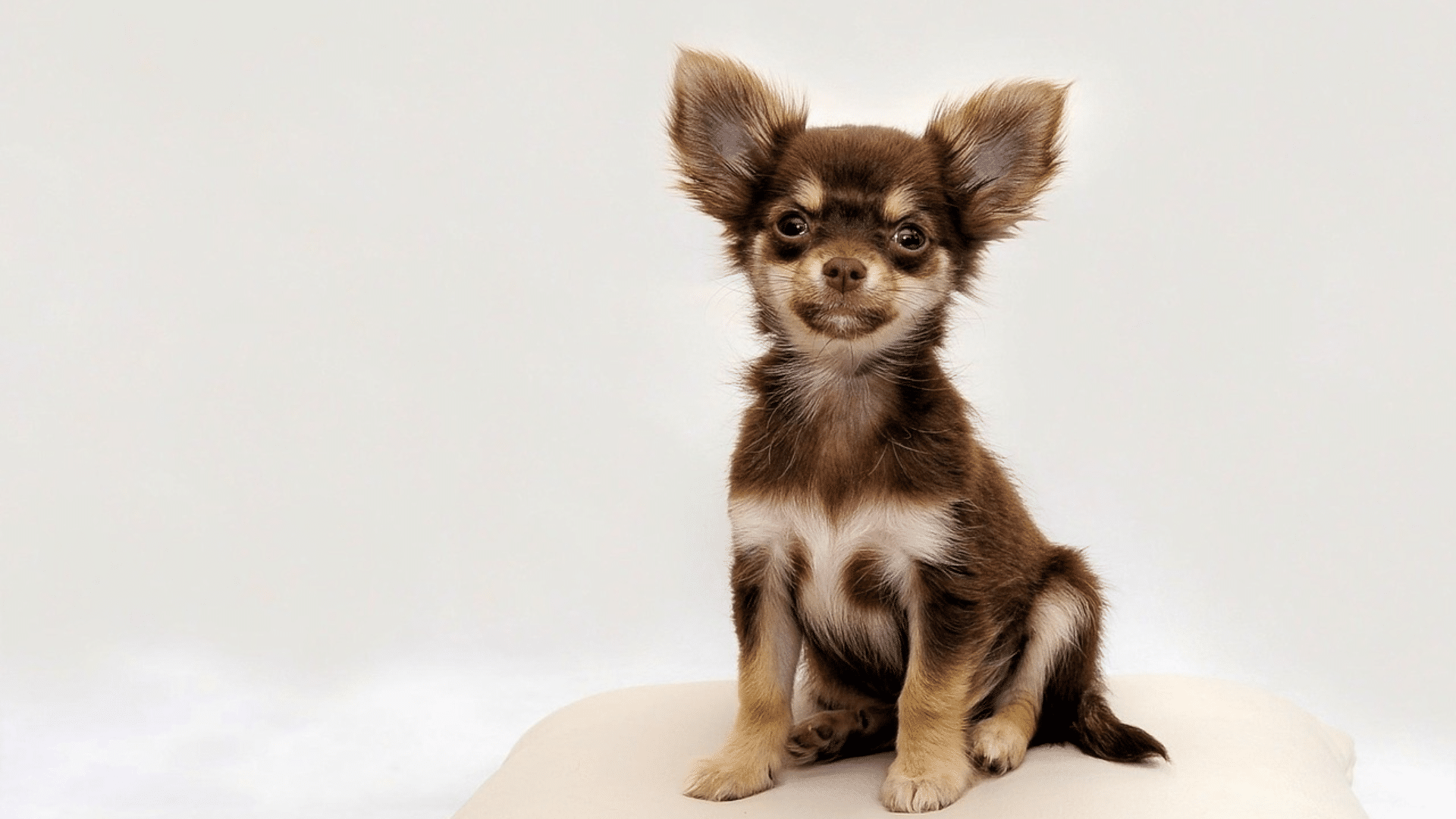 chocolate chihuahua displaying a rich brown coat with lighter eyes and nose coloring