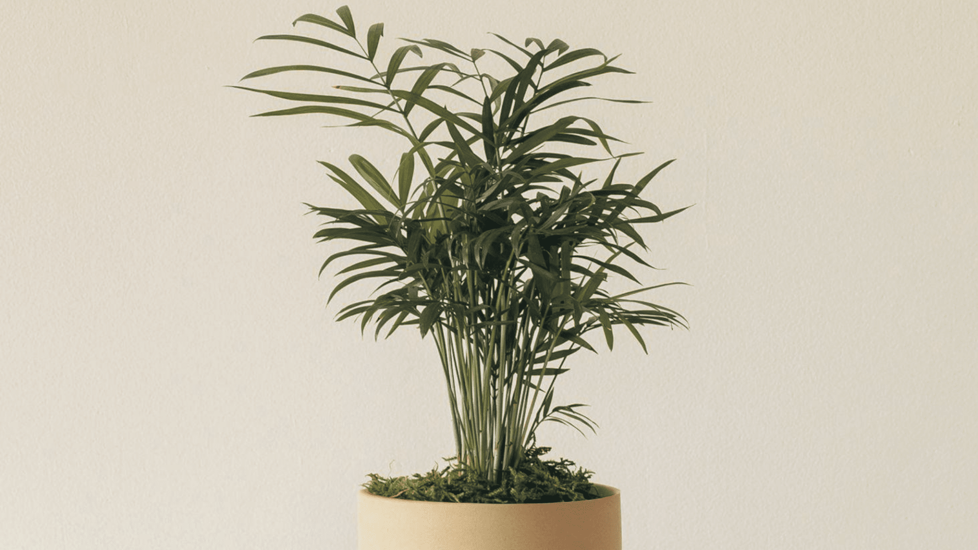 close up Parlor palm in minimal ceramic pot