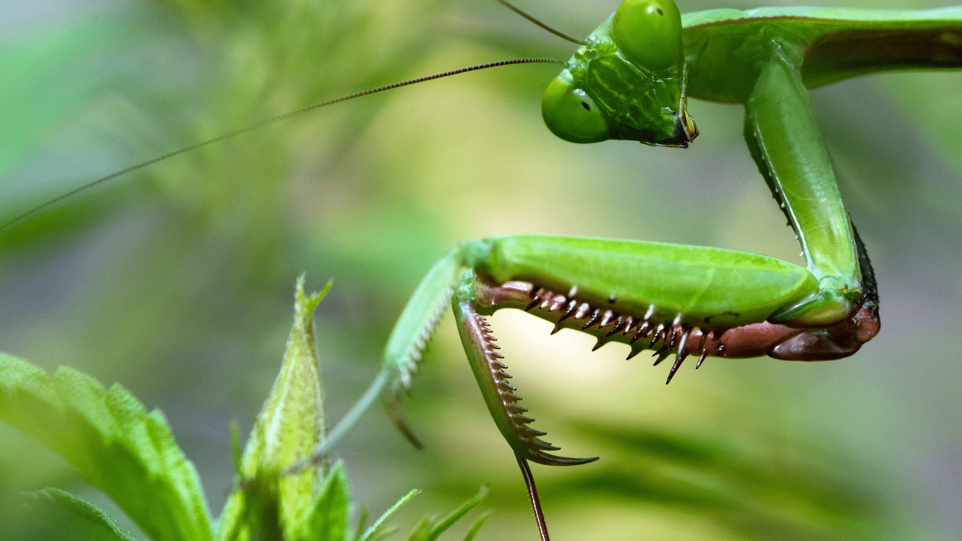 close up of a green praying mantis with spiny forelegs and long antennae among leafy plants with blurred background