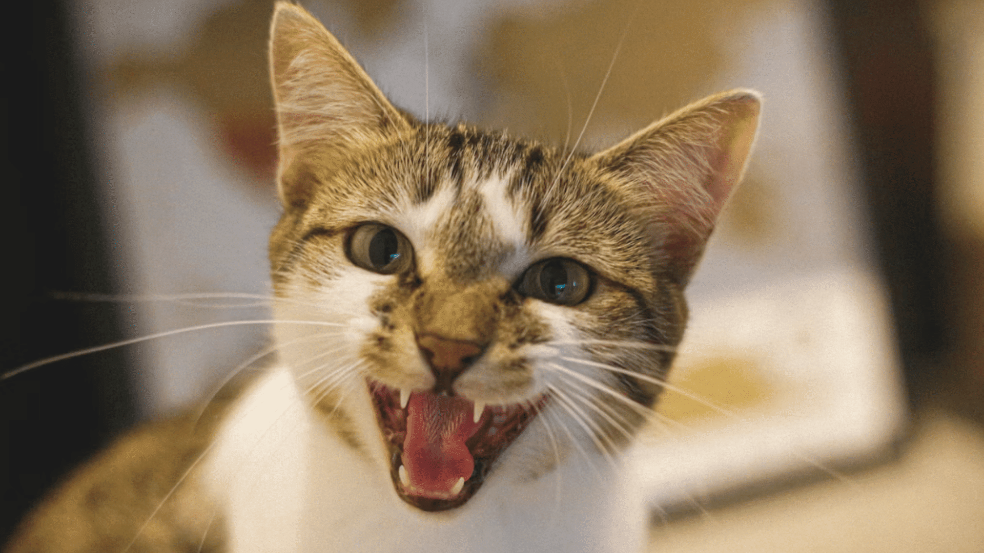 close up of a tabby cat with mouth open meowing brown and white cat
