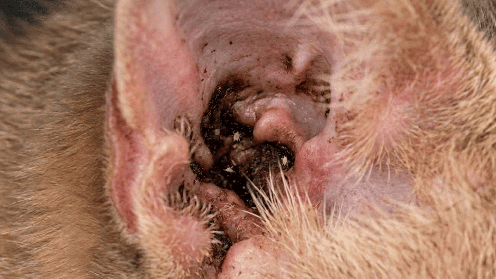 close up view of a cats ear with dark crusty debris and visible ear mites causing irritation inside the ear canal