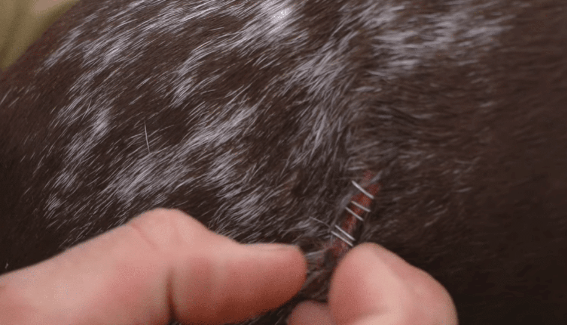close view of staples holding together a small wound on a brown spotted dogs fur while hands adjust the area