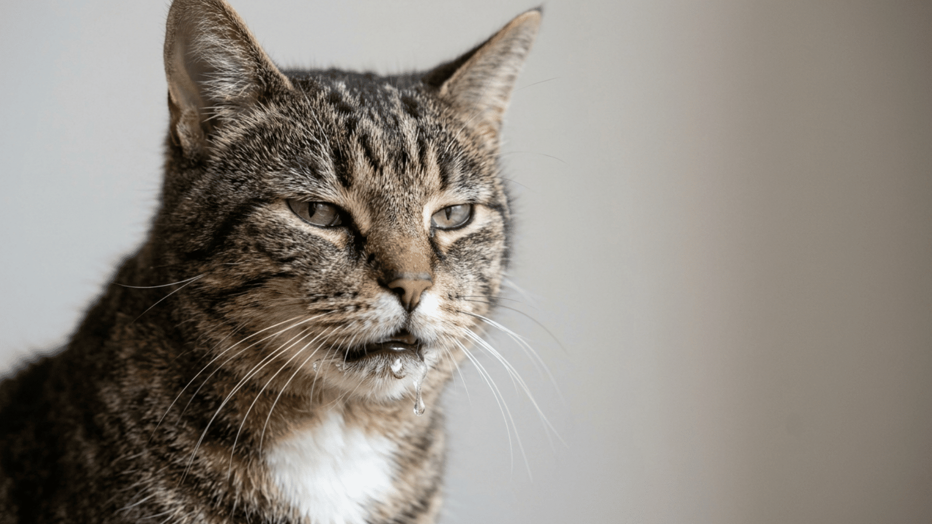 closeup image of a cat with mouth discomfort or drooling on a clean background