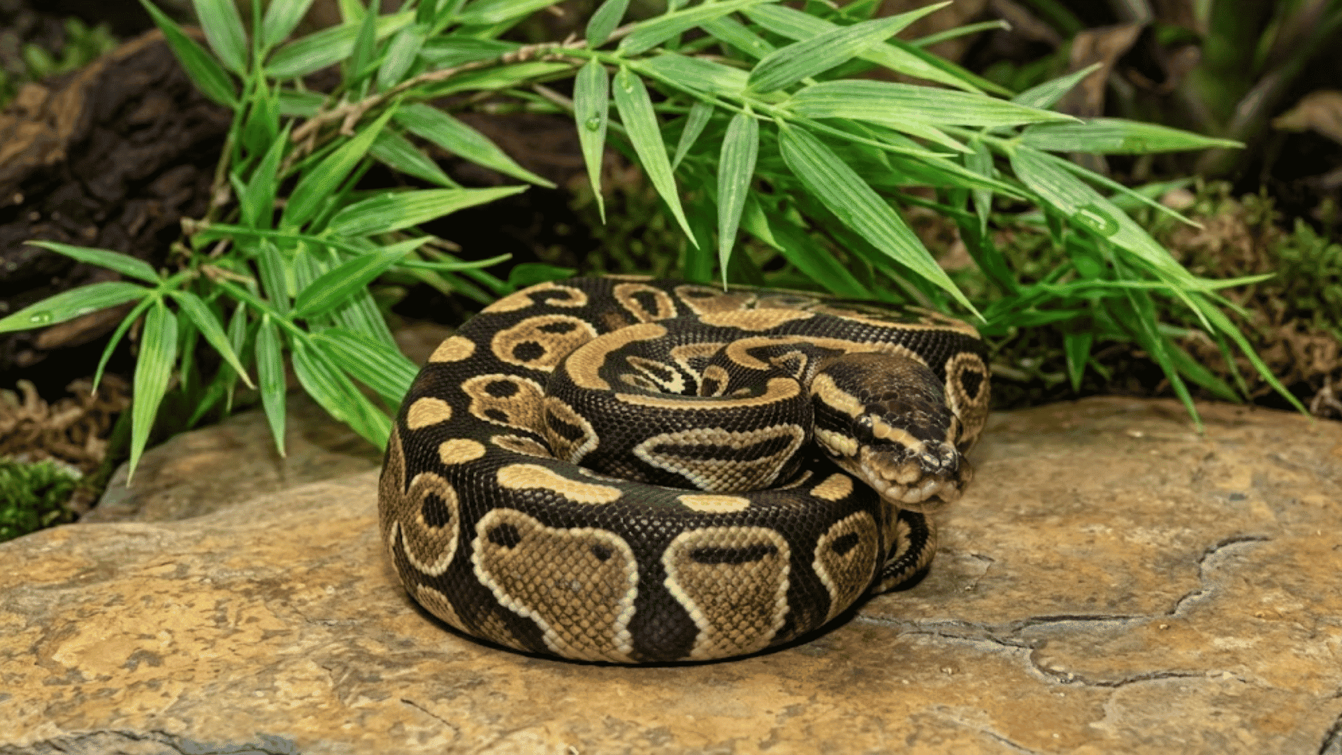 coiled ball python resting on a rock with brown and yellow patterns surrounded by green terrarium plants