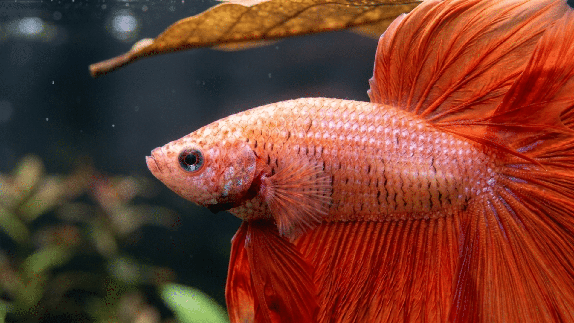 colorful betta fish swimming below bubble nest in calm aquarium with natural water circulation setup