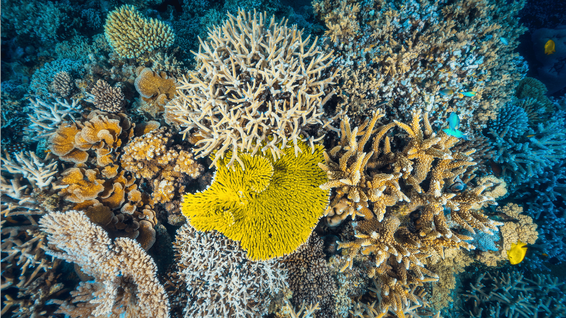 colorful coral reef with branching and plate corals growing underwater surrounded by tropical fish in clear ocean water