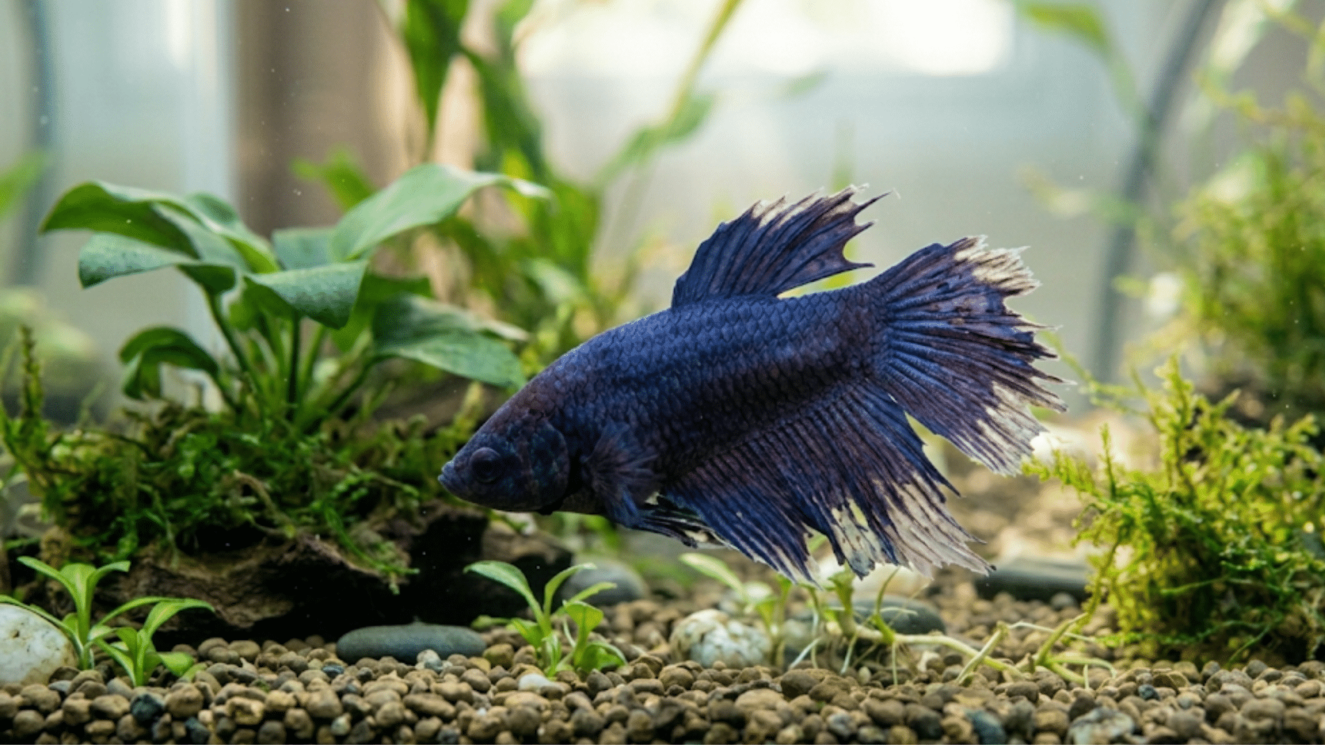 dark blue betta fish swimming above a pebbled aquarium floor surrounded by green aquatic plants and moss