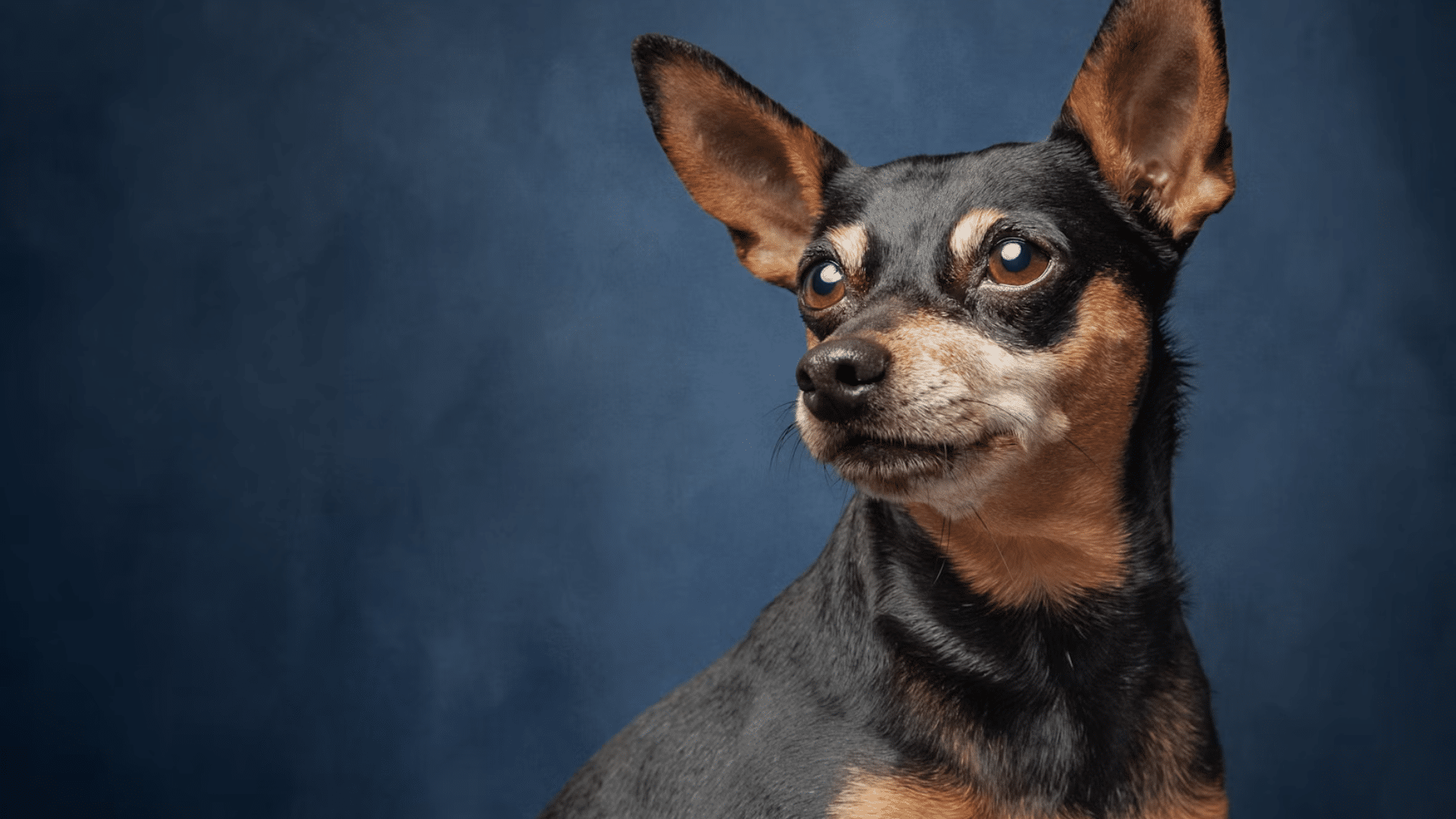 deer head chihuahua standing outdoors with long legs narrow face large ears and short smooth coat