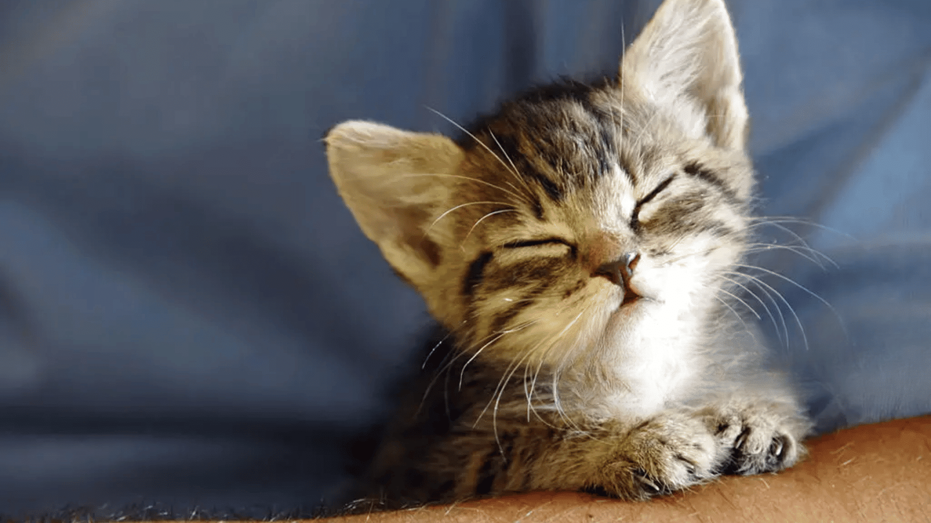 Delayed Eye Opening in kitten