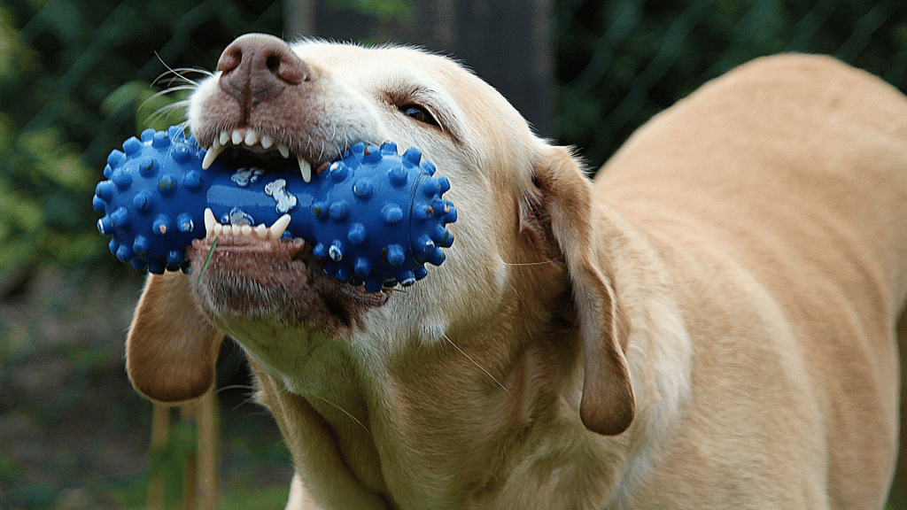 dog chewing a blue rubber toy outdoors while playing and showing its teeth in a fenced yard