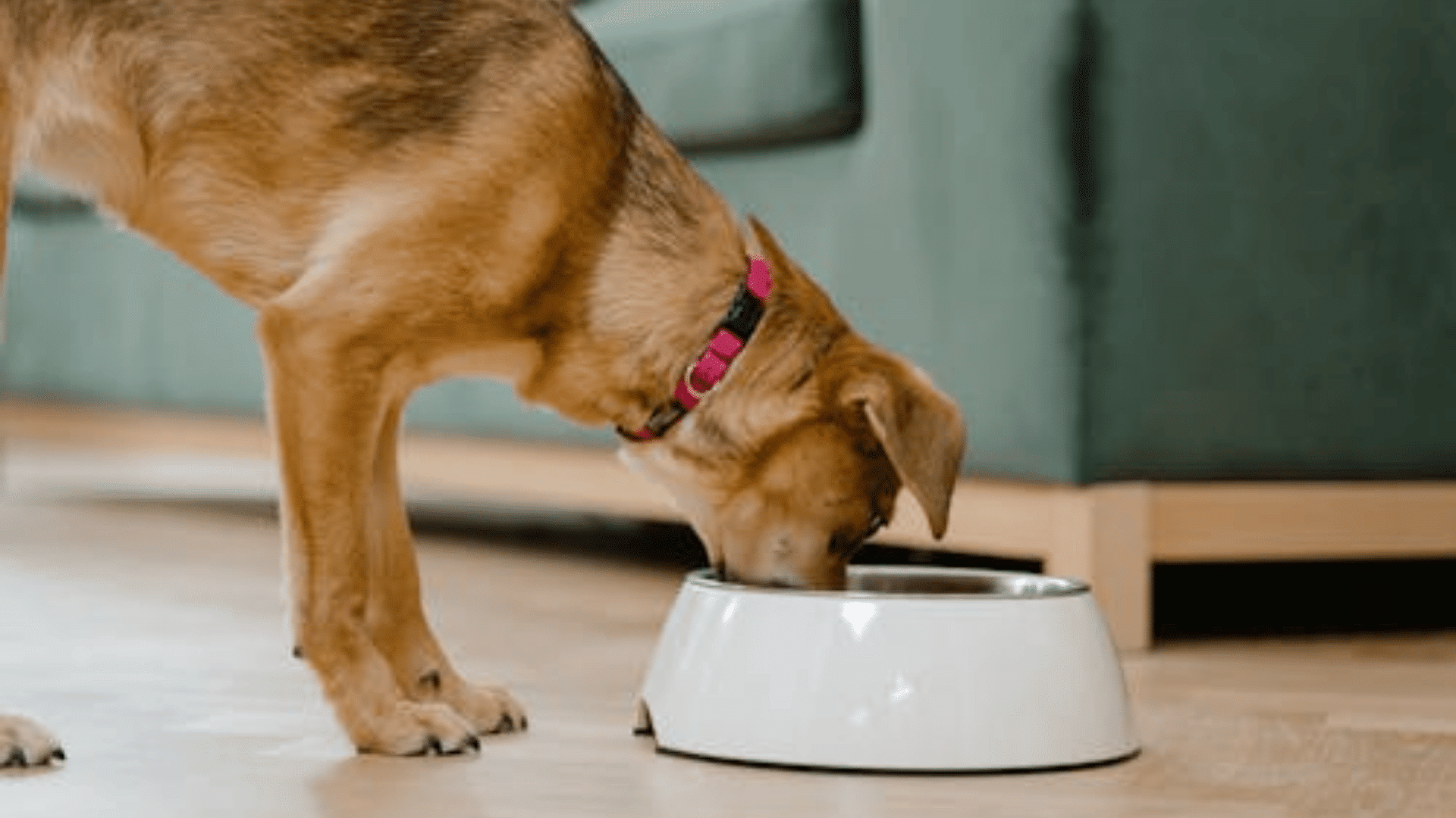 dog eating butternut squash in their bowl