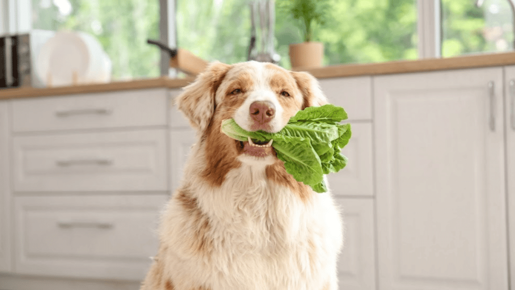 dog holding fresh romaine lettuce in its mouth while sitting in a bright kitchen with white cabinets
