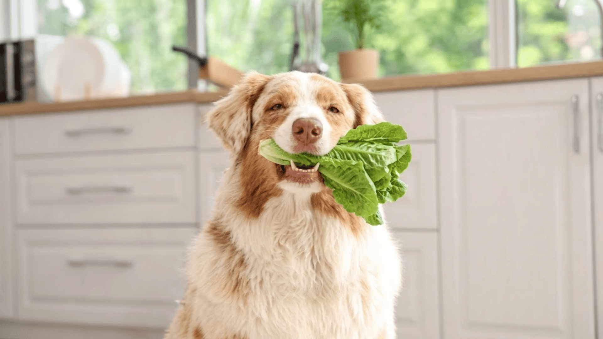 dog holding fresh romaine lettuce in its mouth while sitting in a bright kitchen with white cabinets