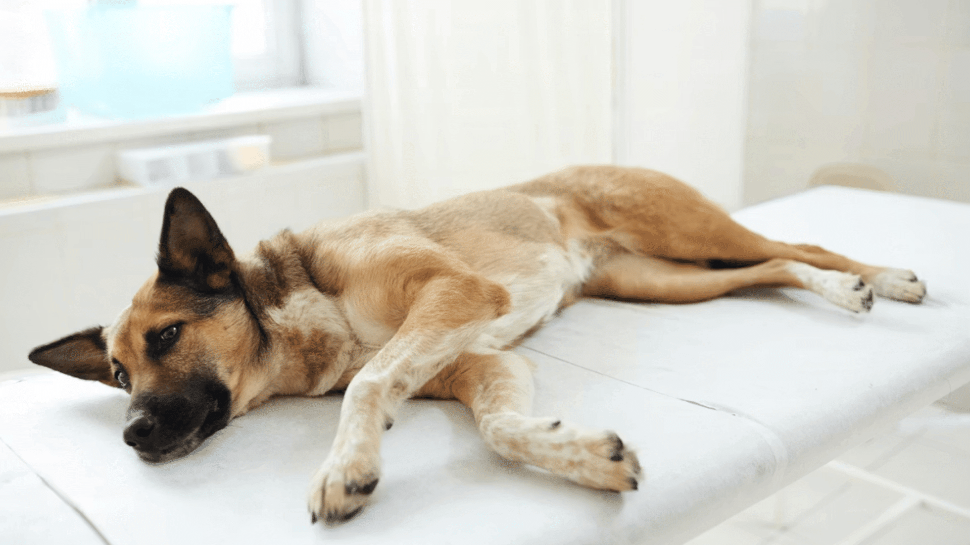 dog lying on a white veterinary exam table looking tired